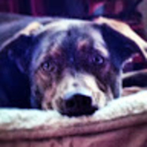 Meet your Posher, Anne - Picture 1 of 1